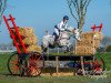 jumper Shannon's Hero (Connemara Pony, 2014, from Shannon Prince)