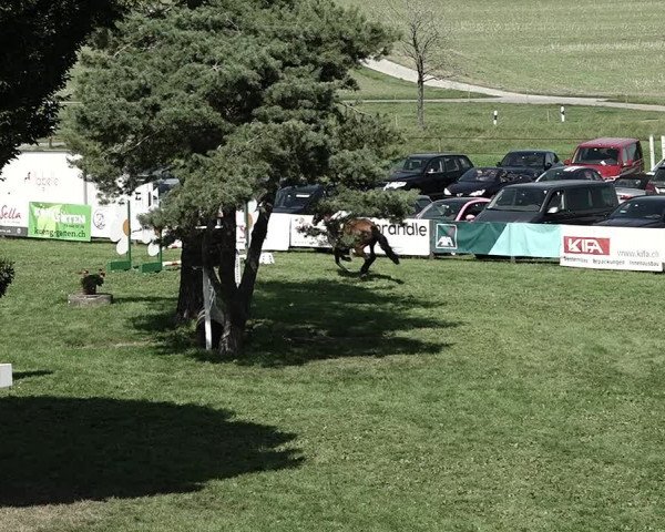 Reitturnier Aadorf 2023