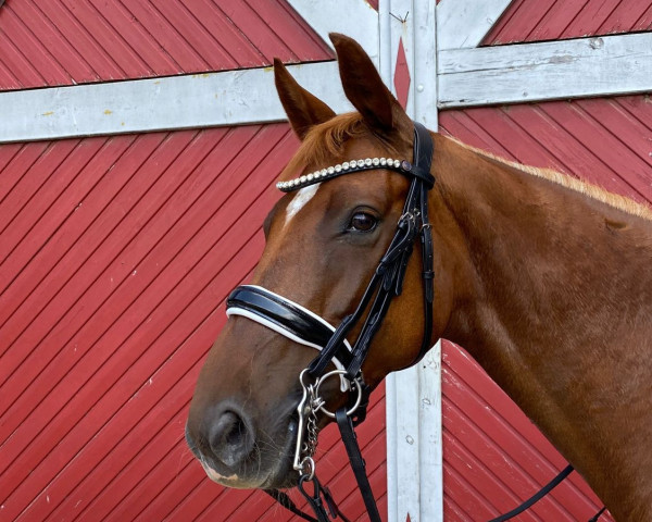 dressage horse Lenobia (KWPN (Royal Dutch Sporthorse), 2016, from Hennessy)