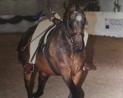 Pferd Syon Supercat (British Riding Pony,  , von Kizar)