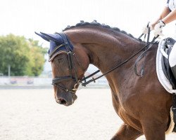 dressage horse So What S (Hanoverian, 2017, from Lemony's Nicket)