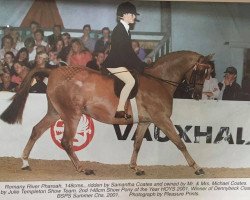 Pferd Romany River Pharoah (British Riding Pony,  , von Cusop Disciplin)