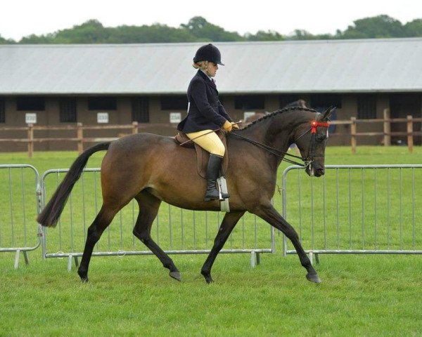 Pferd Littleton's Amazing Grace (Arabisches Halbblut / Partbred, 2011, von Groomsbridge May I xx)