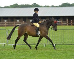 horse Littleton's Amazing Grace (Arab half breed / Partbred, 2011, from Groomsbridge May I xx)