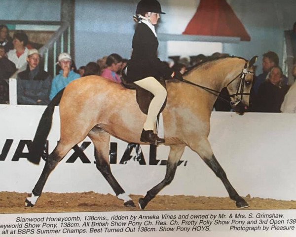 horse Sianwood Honeycomb (British Riding Pony, 1991, from Cusop Fingerprint)