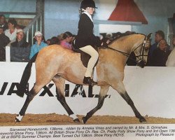 horse Sianwood Honeycomb (British Riding Pony, 1991, from Cusop Fingerprint)