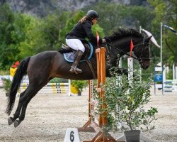 jumper Ramiro M (KWPN (Royal Dutch Sporthorse), 1998)