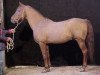 stallion Walid al Fawzan ox (Arabian thoroughbred, 1980, from Fawzan ox)