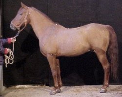 stallion Walid al Fawzan ox (Arabian thoroughbred, 1980, from Fawzan ox)