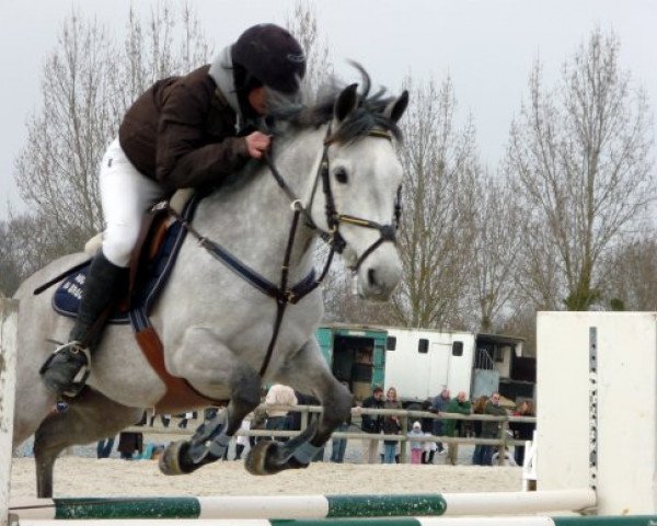 jumper Nabuco du Breuil (French Pony, 2001, from I des Cartes)