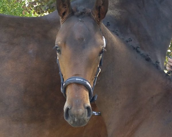 dressage horse Zhenya FK (Westphalian, 2023, from Blue Hors Zackerey)