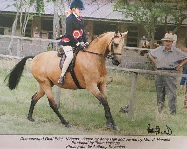 Pferd Deaconwood Gold Print (British Riding Pony, 1991, von Cusop Fingerprint)