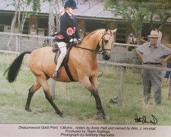 horse Deaconwood Gold Print (British Riding Pony, 1991, from Cusop Fingerprint)