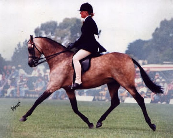 horse Cusop Diamond (British Riding Pony, 1992, from Cusop Fingerprint)