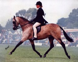 Pferd Cusop Diamond (British Riding Pony, 1992, von Cusop Fingerprint)