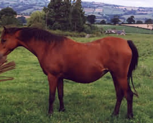 horse Cusop Delight (British Riding Pony, 1986, from Cusop Fingerprint)