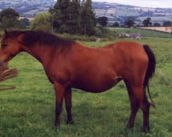 horse Cusop Delight (British Riding Pony, 1986, from Cusop Fingerprint)