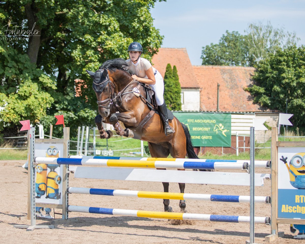jumper Percy Jackson 16 (Austrian Warmblood, 2011, from Belmondo)