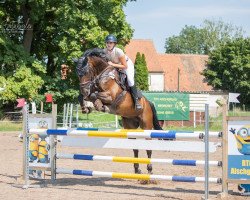 Springpferd Percy Jackson 16 (Österreichisches Warmblut, 2011, von Belmondo)