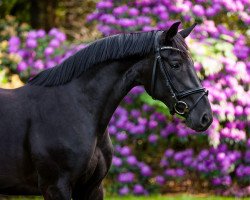 Springpferd Donna Lottchen U (Zangersheide Reitpferd, 2017, von Diamant de La Lande)