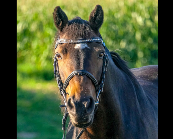 dressage horse Tassilo (unknown, 1998)