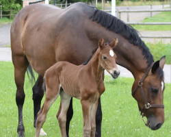 broodmare S-Capitola B (Holsteiner, 2002, from Cardino)