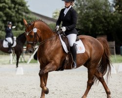 dressage horse Hollywood Star (Hanoverian, 2006, from Hochadel)