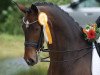 dressage horse Dark Dancer 36 (Oldenburg, 2015, from Diamond Hit)