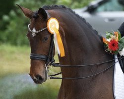 dressage horse Dark Dancer 36 (Oldenburg, 2015, from Diamond Hit)