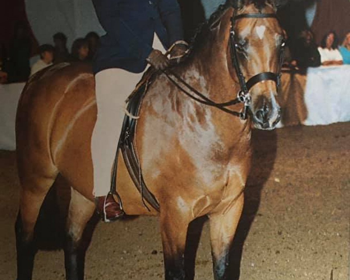 horse Yealand Moonshadow (British Riding Pony, 1993, from Yealand Night Owl)