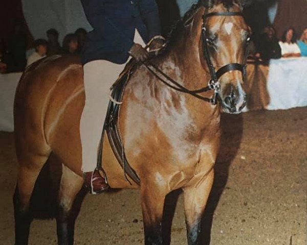 Pferd Yealand Moonshadow (British Riding Pony, 1993, von Yealand Night Owl)