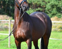 stallion King Daimar D (German Riding Pony, 2018, from King Bjuti)