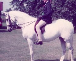 horse Cusop Sherry (Arab half breed / Partbred, 1975, from Bwlch Valentino)