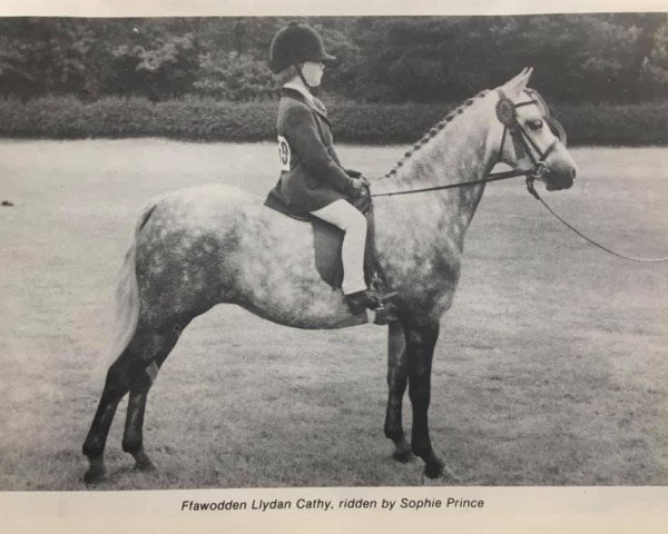 Pferd Ffawodden Llydan Cathy (Welsh Mountain Pony (Sek.A), 1971, von Revel Cassino)