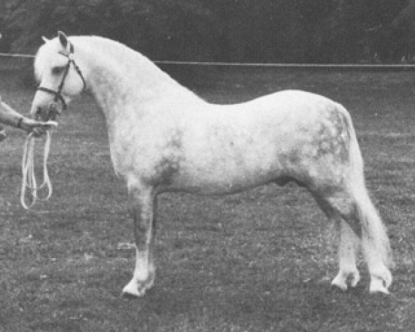 Deckhengst Revel Cassino (Welsh Mountain Pony (Sek.A), 1966, von Clan Pip)