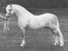 Deckhengst Revel Cassino (Welsh Mountain Pony (Sek.A), 1966, von Clan Pip)