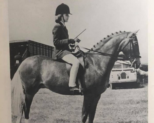 broodmare Gaulden Goldflake (British Riding Pony,  )