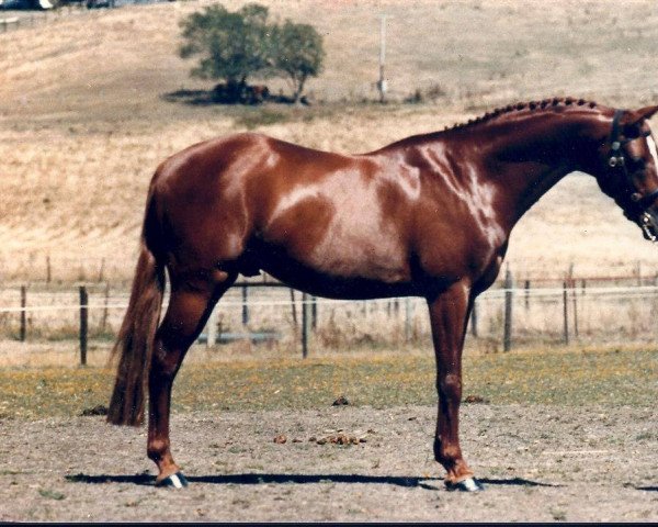 stallion The Laird (British Riding Pony, 1973, from Bwlch Valentino)