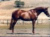 stallion The Laird (British Riding Pony, 1973, from Bwlch Valentino)