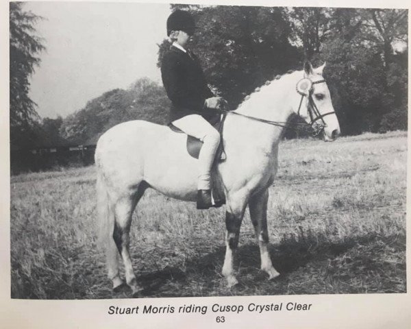 Zuchtstute Cusop Crystal Clear (Welsh Partbred,  )