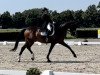 dressage horse Samsonite (German Sport Horse, 2007, from Santino)