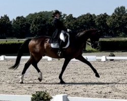 dressage horse Samsonite (German Sport Horse, 2007, from Santino)