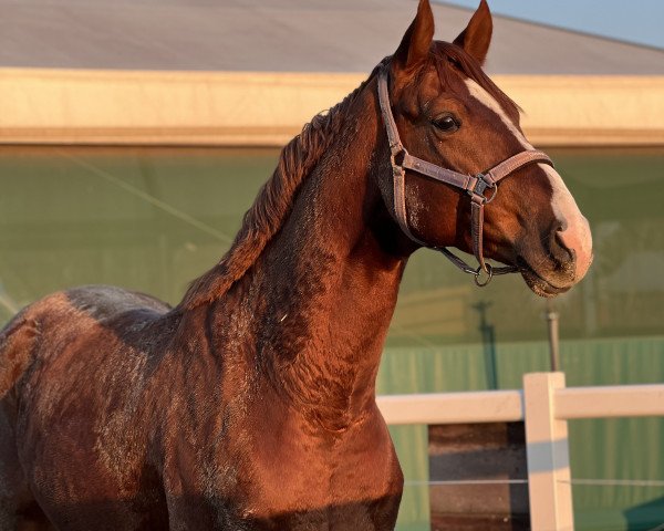 dressage horse Bahaty S (Westphalian, 2018, from Callaho's Benicio)