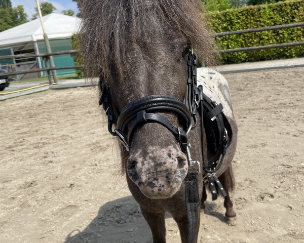 horse Findus Dean (Dt.Part-bred Shetland pony, 2018)