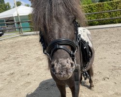 Pferd Findus Dean (Dt.Part-bred Shetland Pony, 2018)