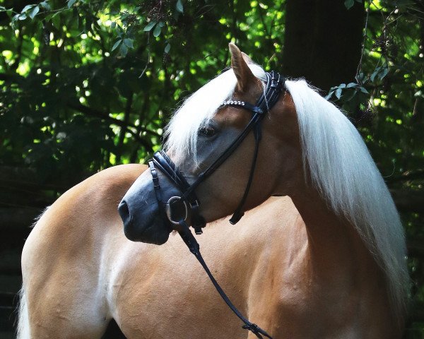 horse Sternblume (Haflinger, 2020, from Sterngold)