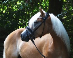 Pferd Sternblume (Haflinger, 2020, von Sterngold)