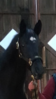 broodmare Capristern (Trakehner, 2019, from Honoré du Soir)