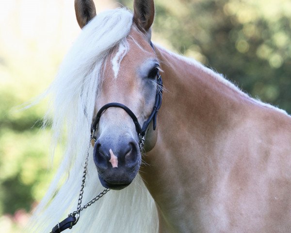 horse Waldfee (Haflinger, 2020, from Wales)