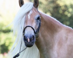 Pferd Waldfee (Haflinger, 2020, von Wales)